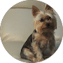 Small tan and grey Yorkshire Terrier sitting alertly on a white leather sofa.